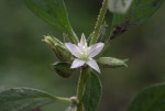 Glinus lotoides