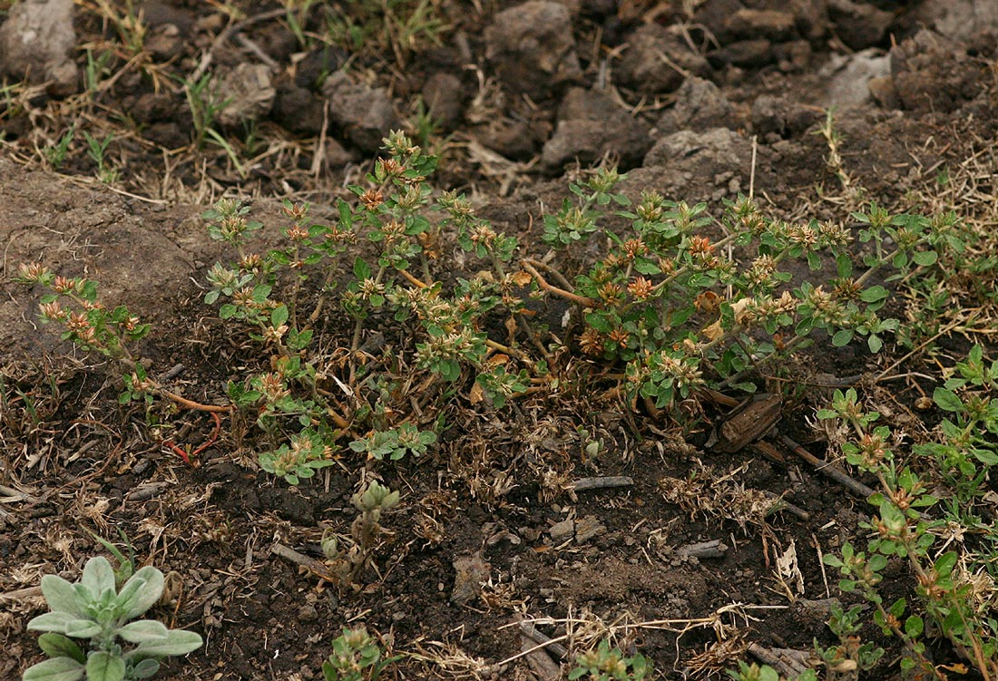 Glinus lotoides