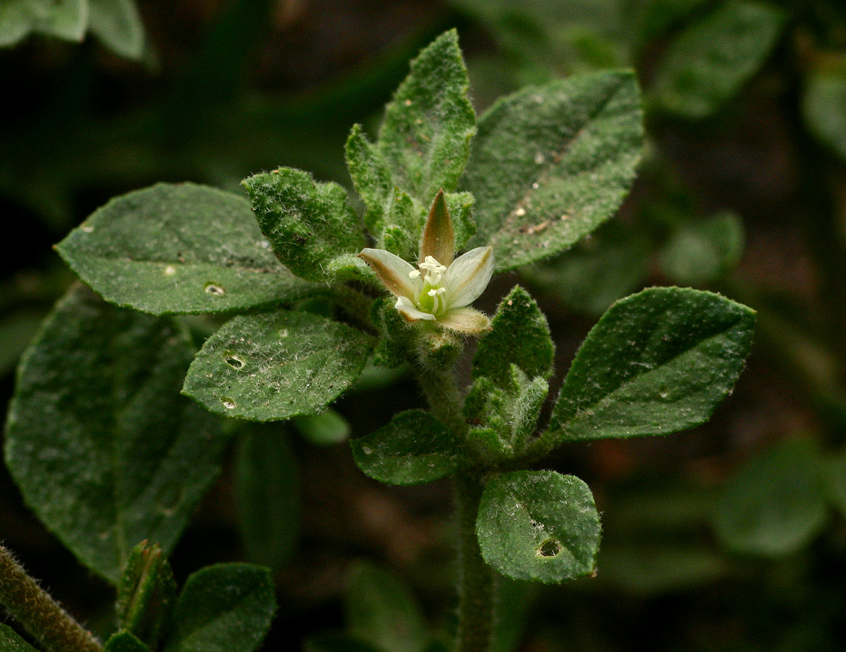 Glinus lotoides
