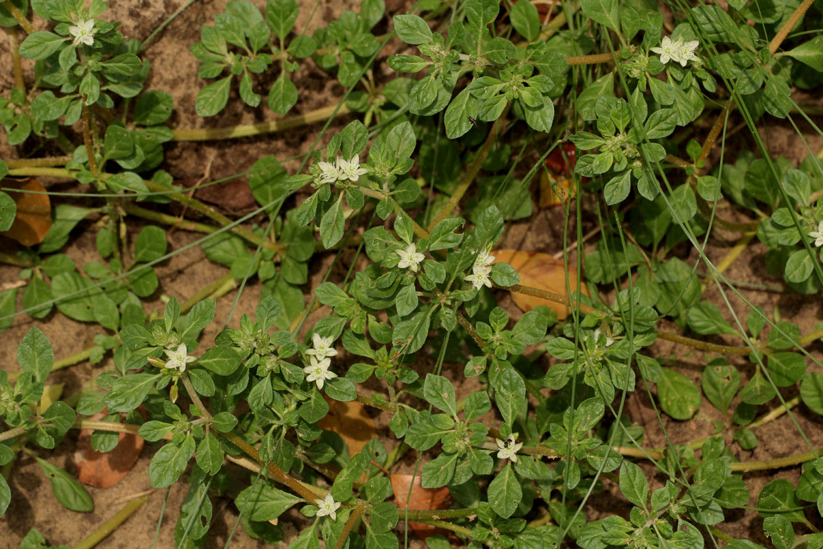 Glinus lotoides