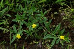 Talinum caffrum