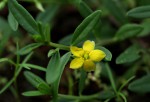 Talinum caffrum