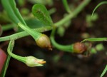 Talinum caffrum