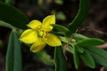 Talinum caffrum