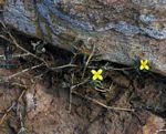 Portulaca quadrifida