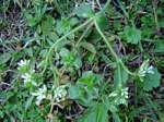 Cerastium glomeratum