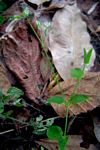 Drymaria cordata