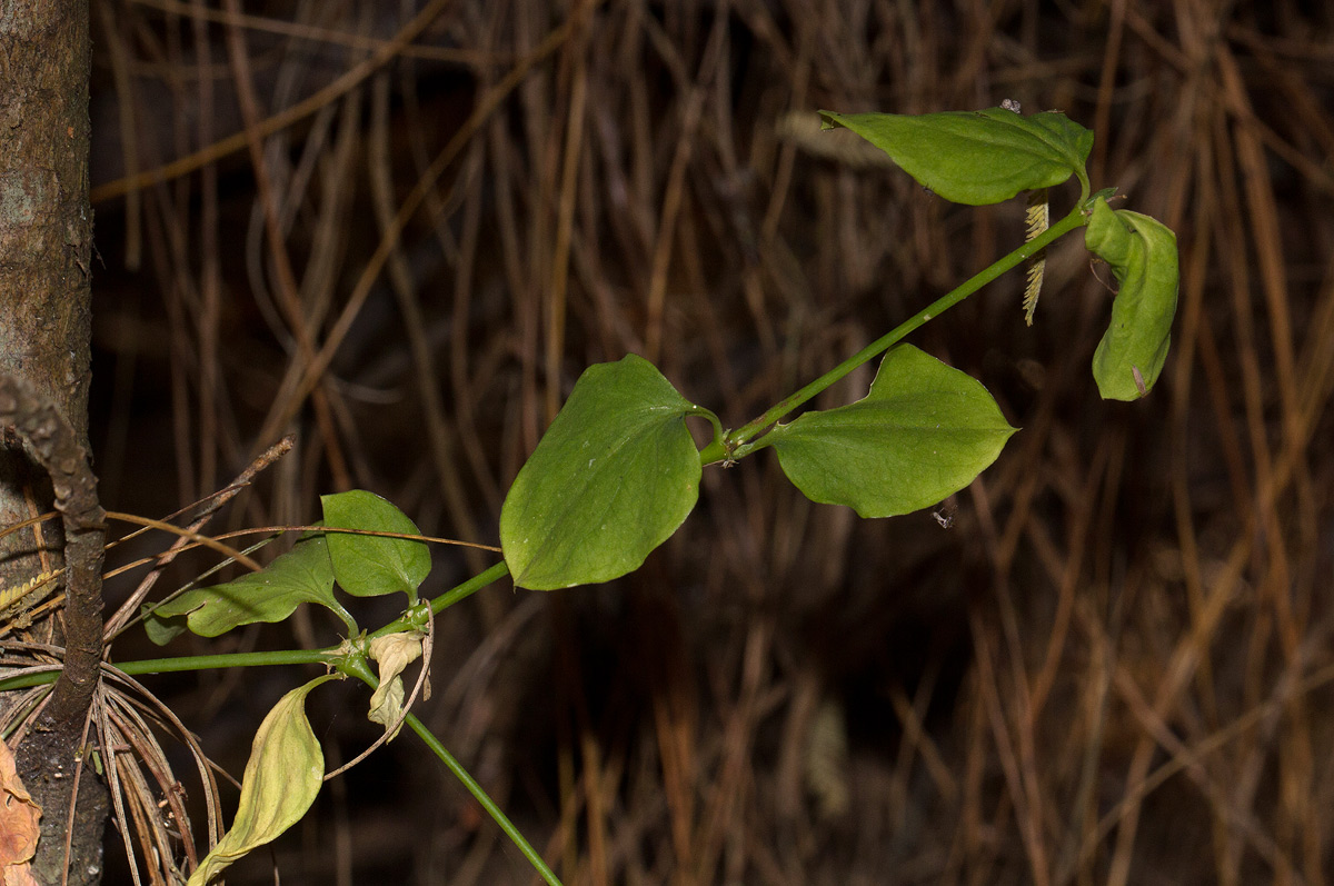 Drymaria cordata