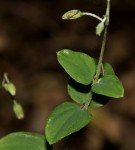 Drymaria cordata