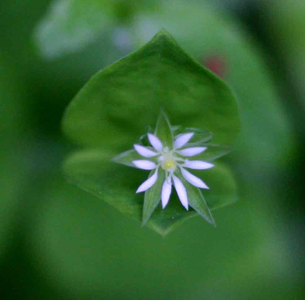 Drymaria cordata