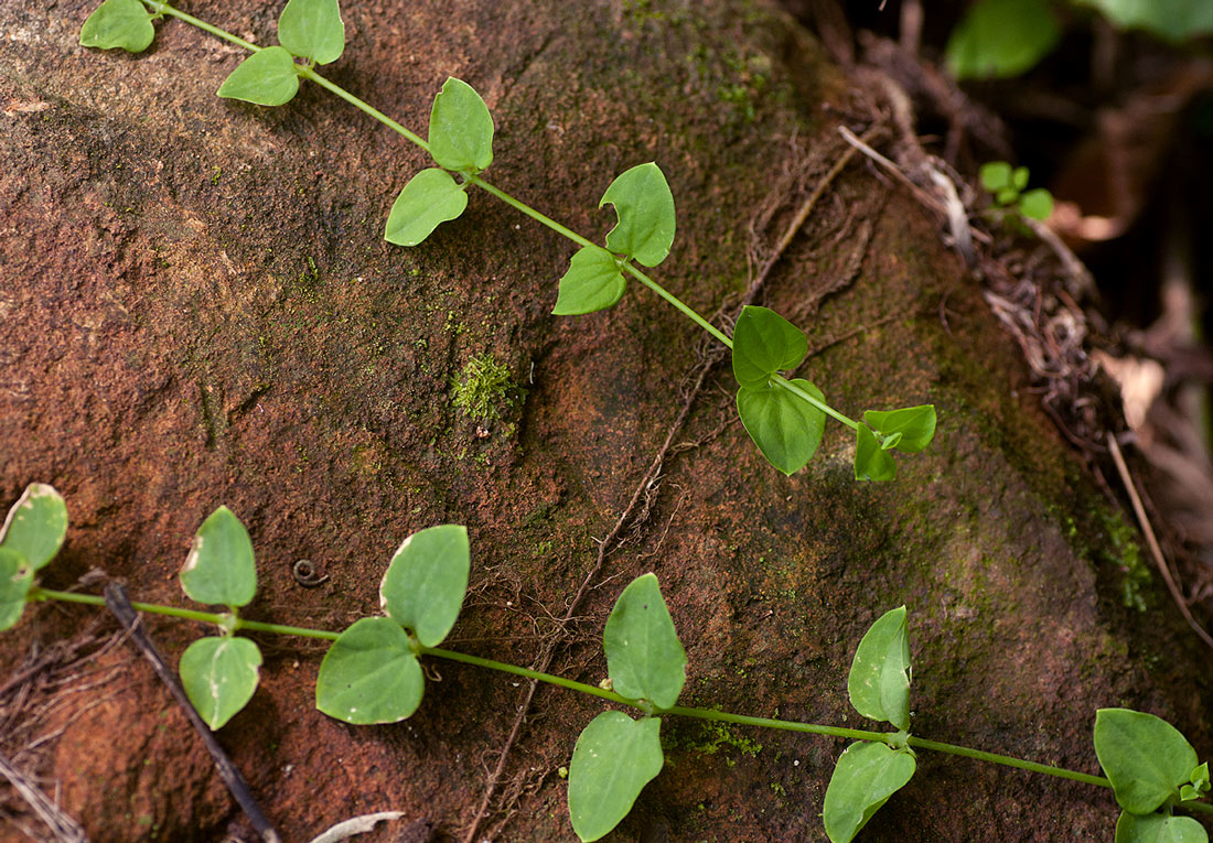 Drymaria cordata