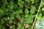 Drymaria cordata