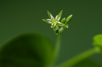 Drymaria cordata