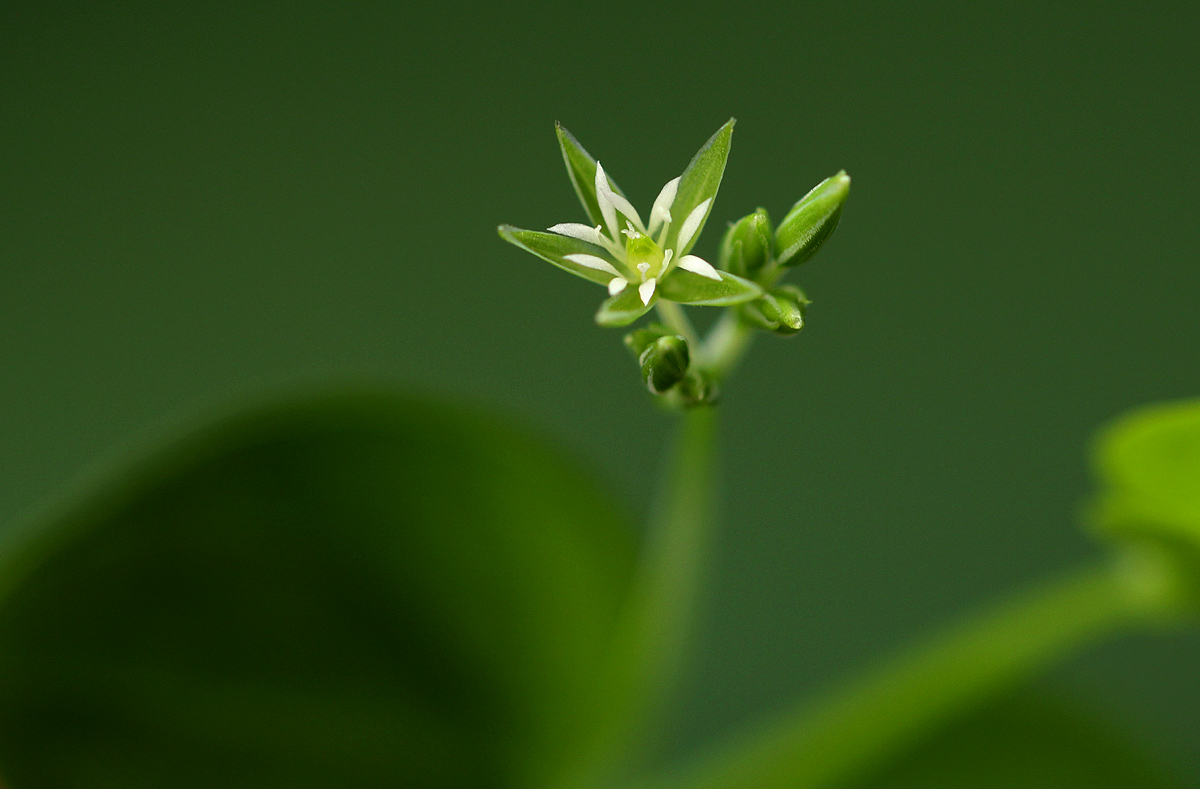 Drymaria cordata