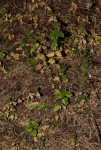 Drymaria cordata
