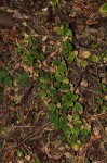 Drymaria cordata