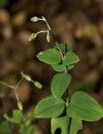 Drymaria cordata