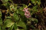 Silene gallica