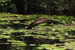 Nymphaea lotus