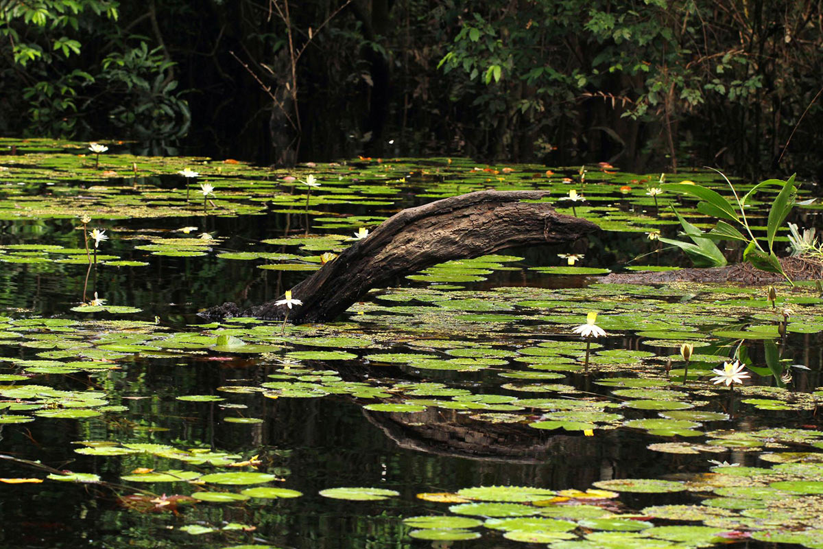 Nymphaea lotus