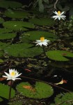 Nymphaea lotus