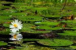 Nymphaea lotus