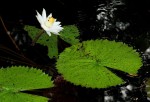 Nymphaea lotus