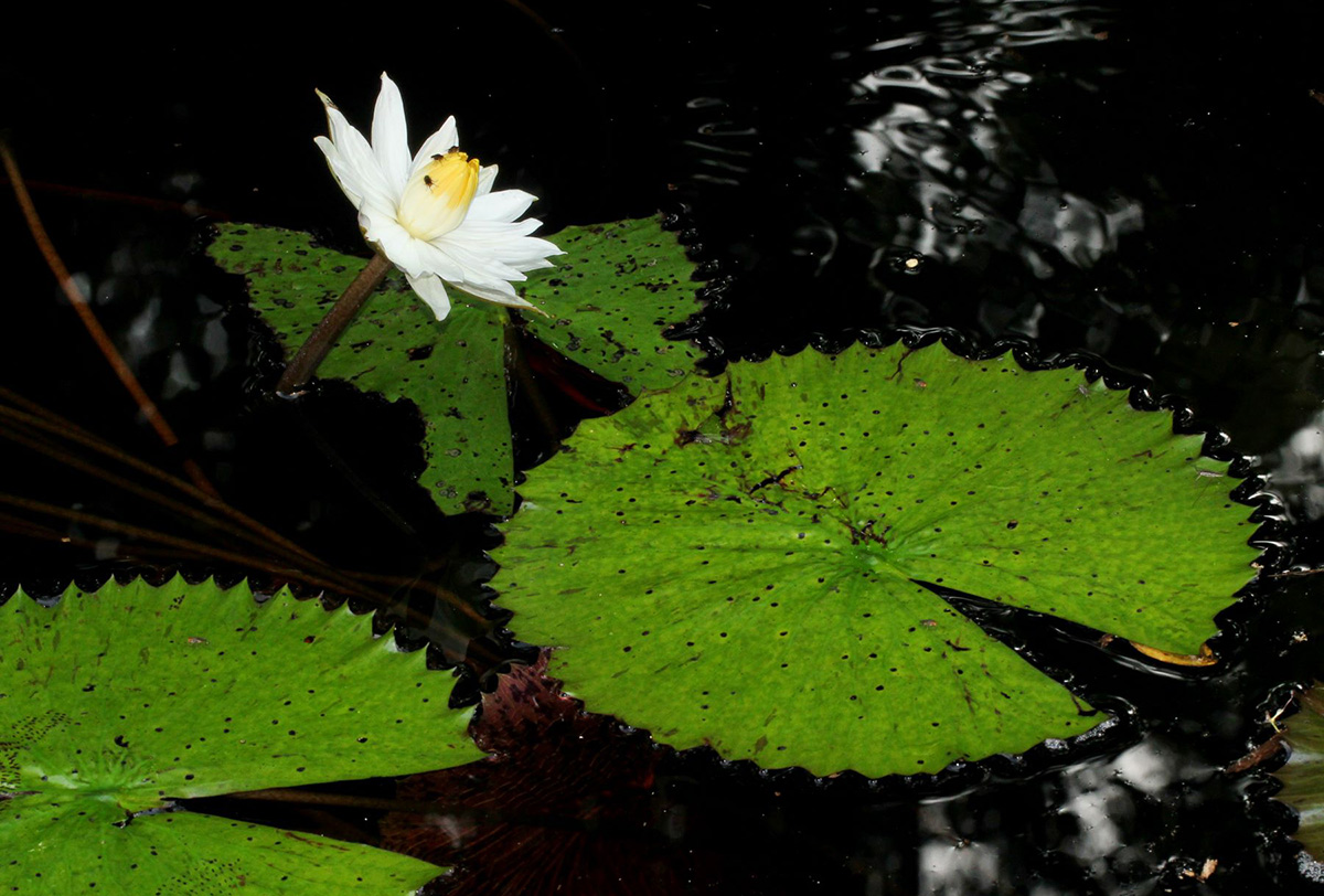 Nymphaea lotus