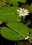 Nymphaea lotus
