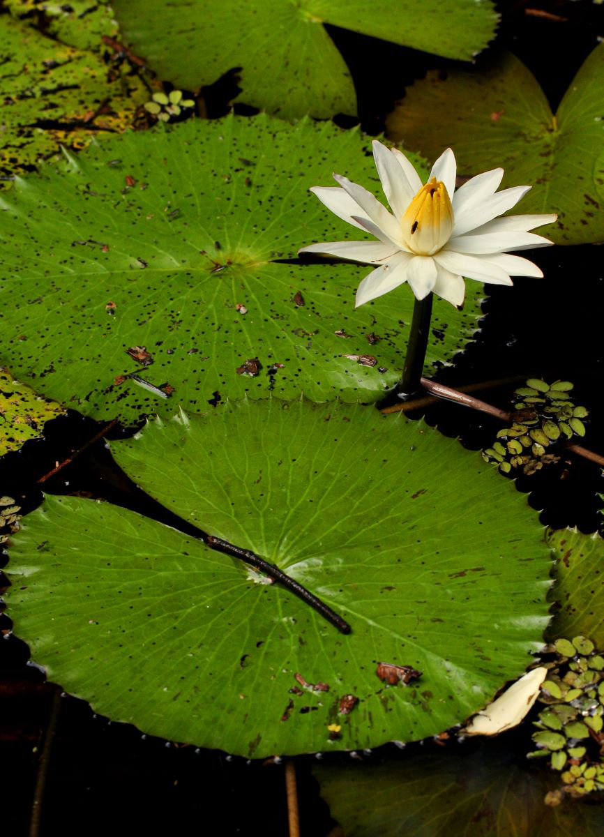 Nymphaea lotus Nymphaea lotus