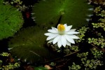 Nymphaea lotus