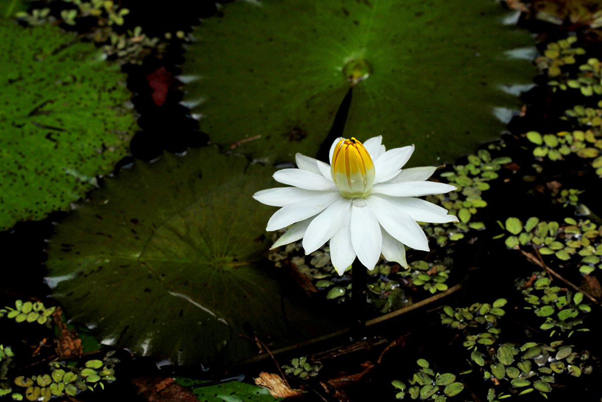 Nymphaea lotus Nymphaea lotus
