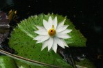 Nymphaea lotus