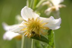 Clematis villosa subsp. kirkii