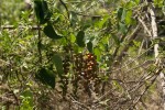 Tinospora caffra