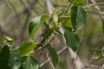 Tinospora caffra