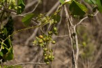 Tinospora caffra