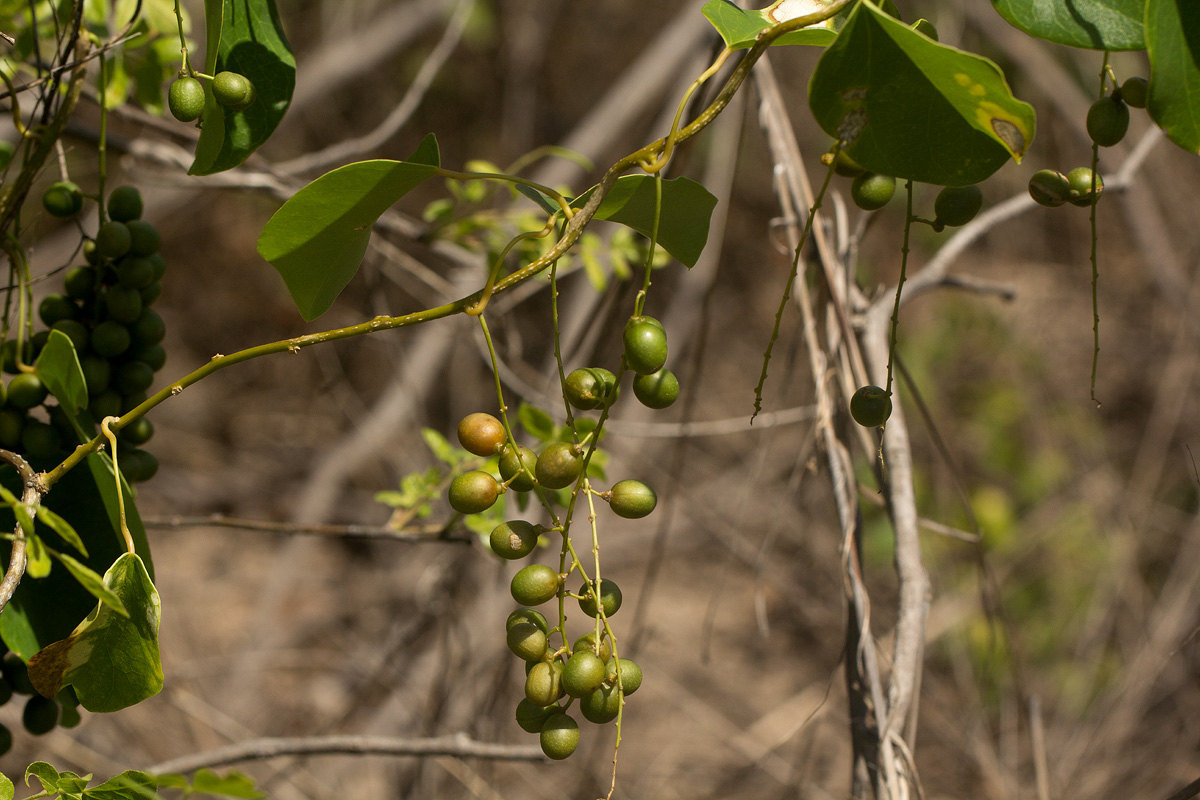 Tinospora caffra