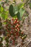 Tinospora caffra