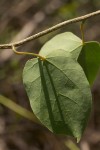 Tinospora caffra