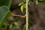 Tinospora caffra