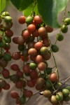 Tinospora caffra