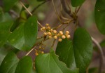 Tinospora caffra