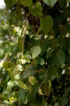 Tinospora caffra