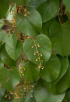 Tinospora caffra