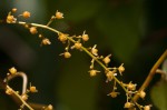 Tinospora caffra