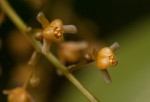 Tinospora caffra