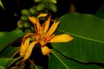 Magnolia champaca