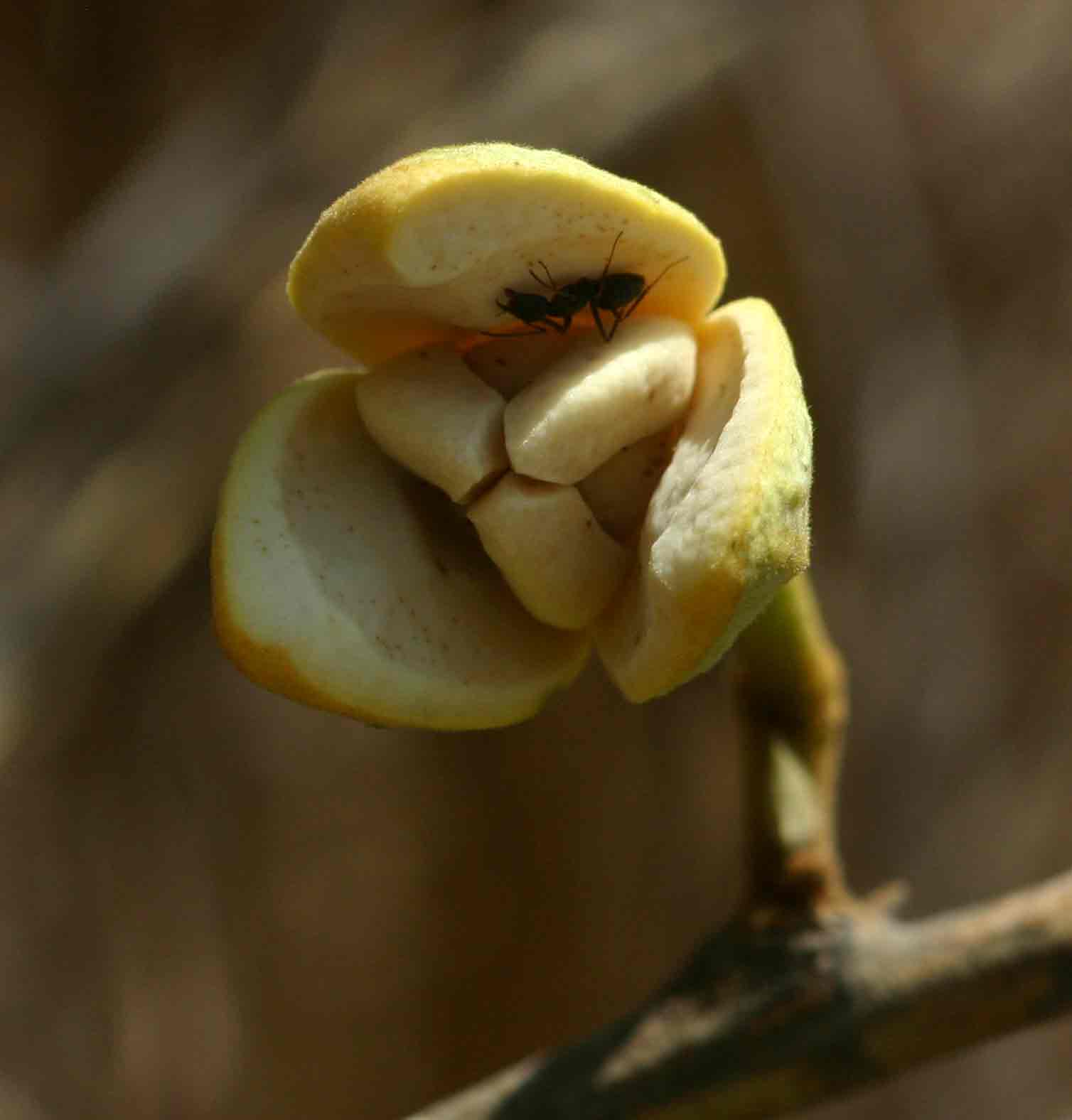 Annona senegalensis subsp. senegalensis