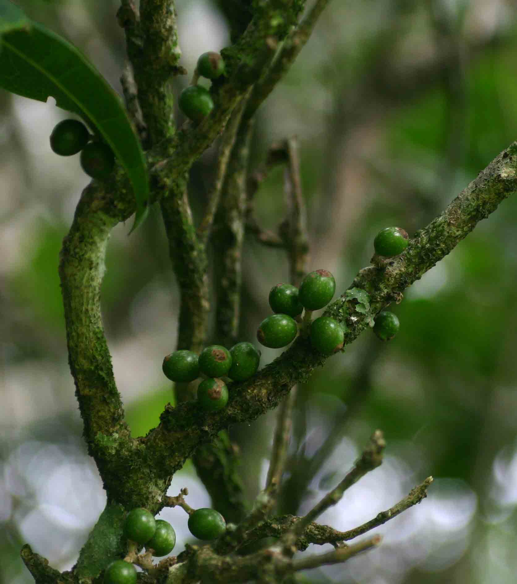 Xymalos monospora